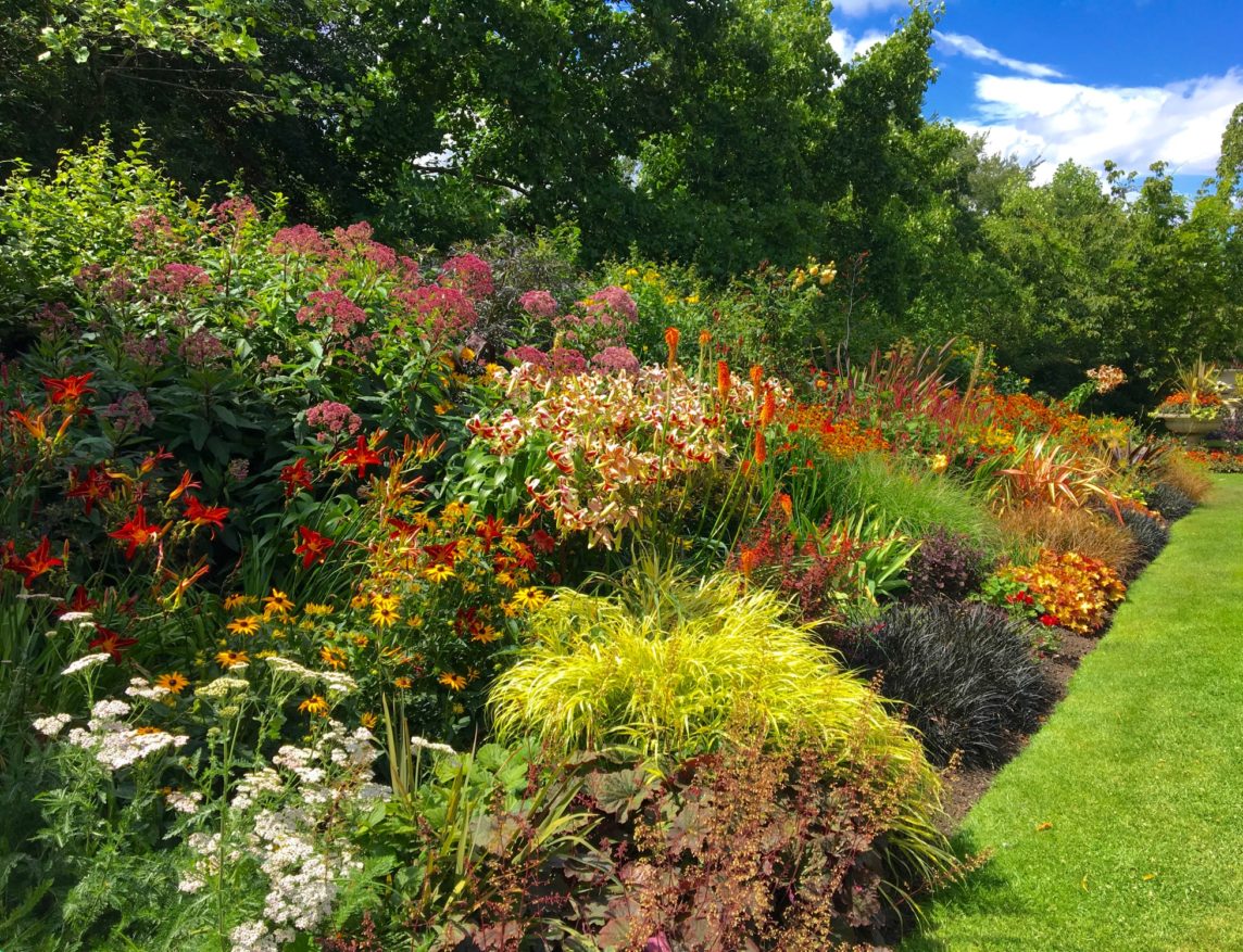 Lawn and planting scheme in Wimbledon